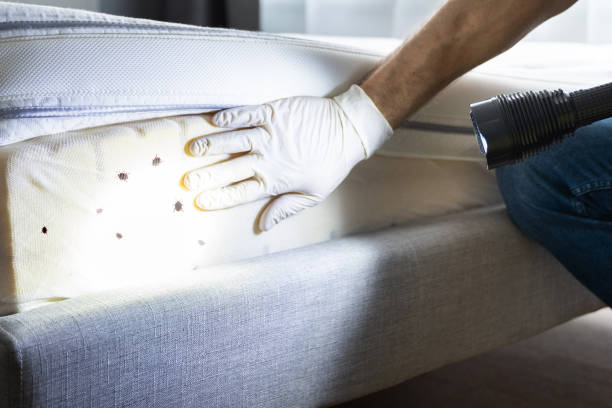 Best Local Pest Control Services  in Warsaw, VA