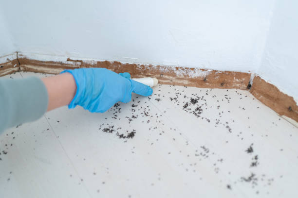 Best Termite Control Services  in Warsaw, VA